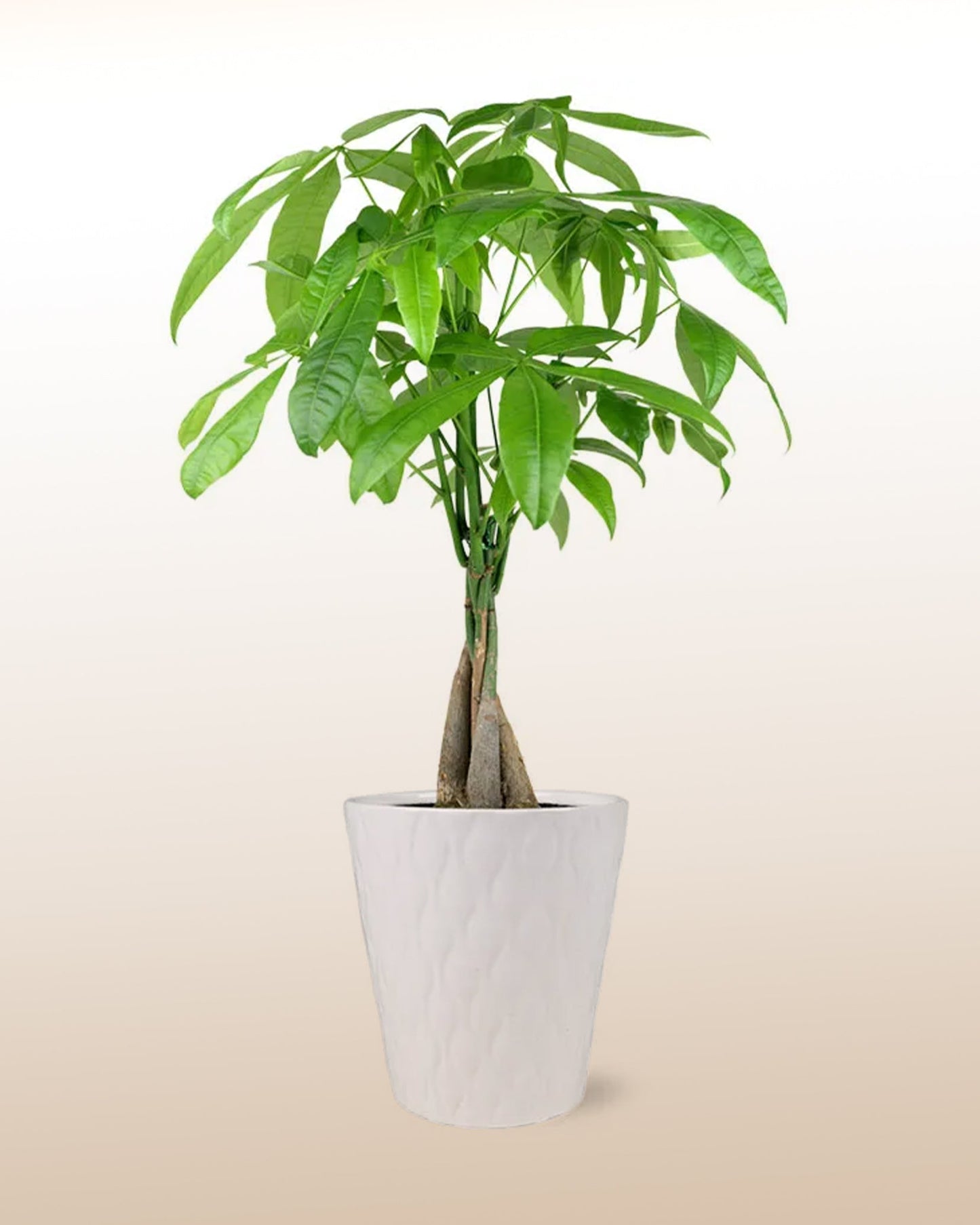 Árbol de la Fortuna