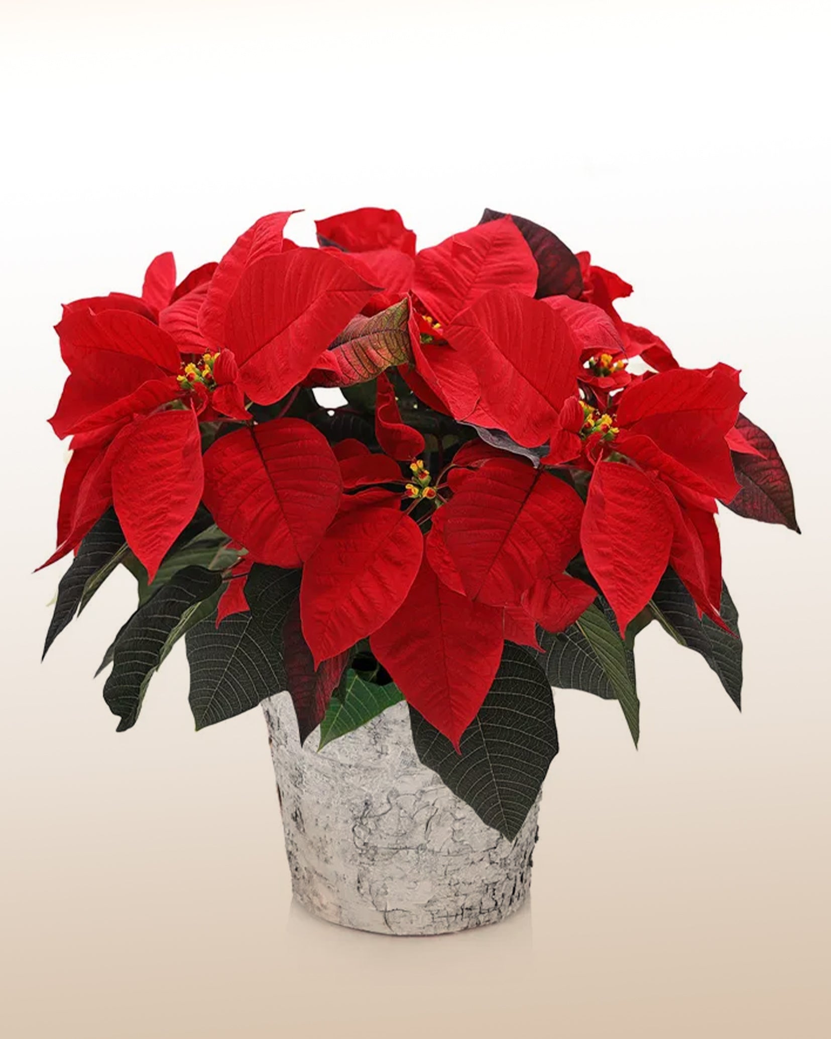 Roter Weihnachtsstern – LatinFlores.com