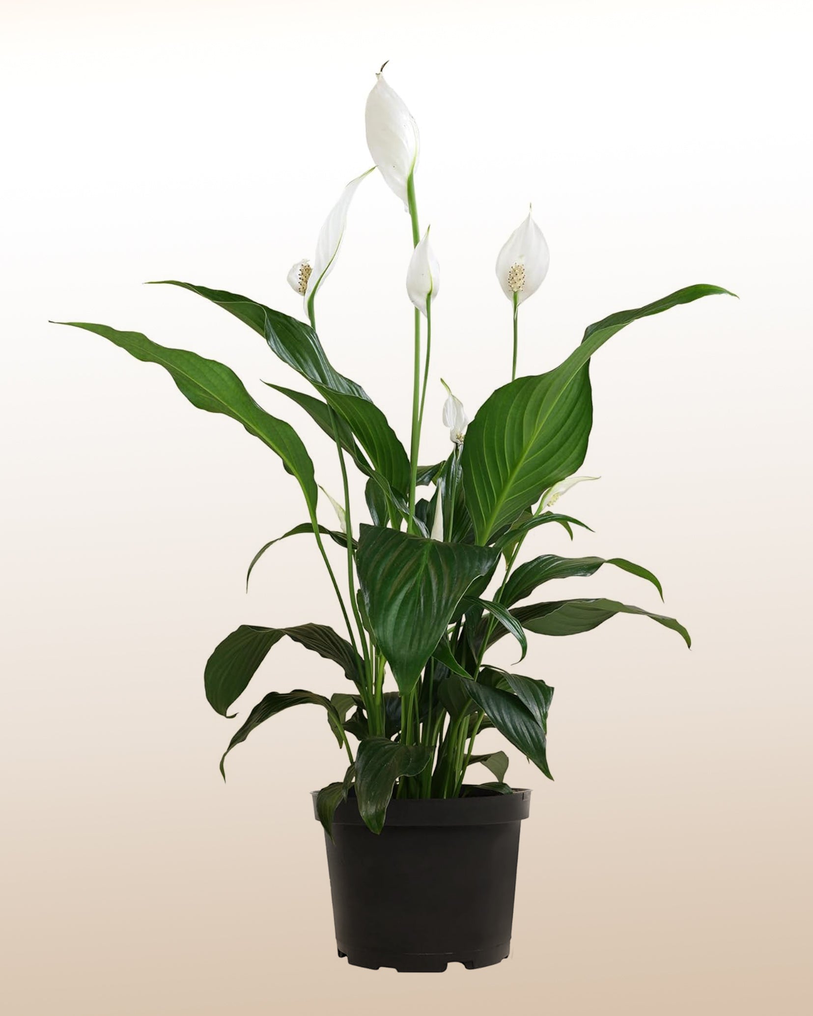 peace lily plant en español Classic Peace Lily