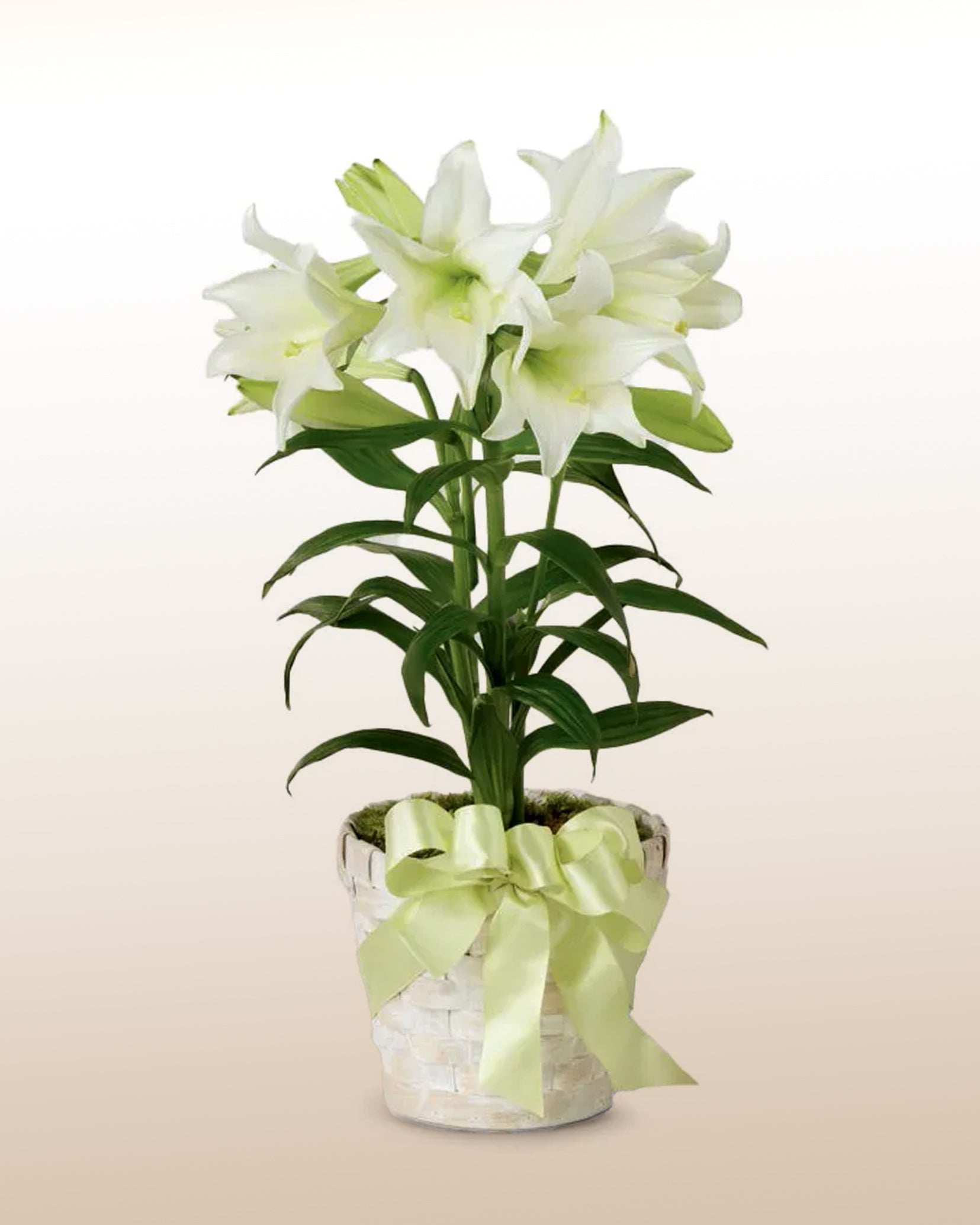 peaceful white lilies bouquet Peaceful: White Planted Lily