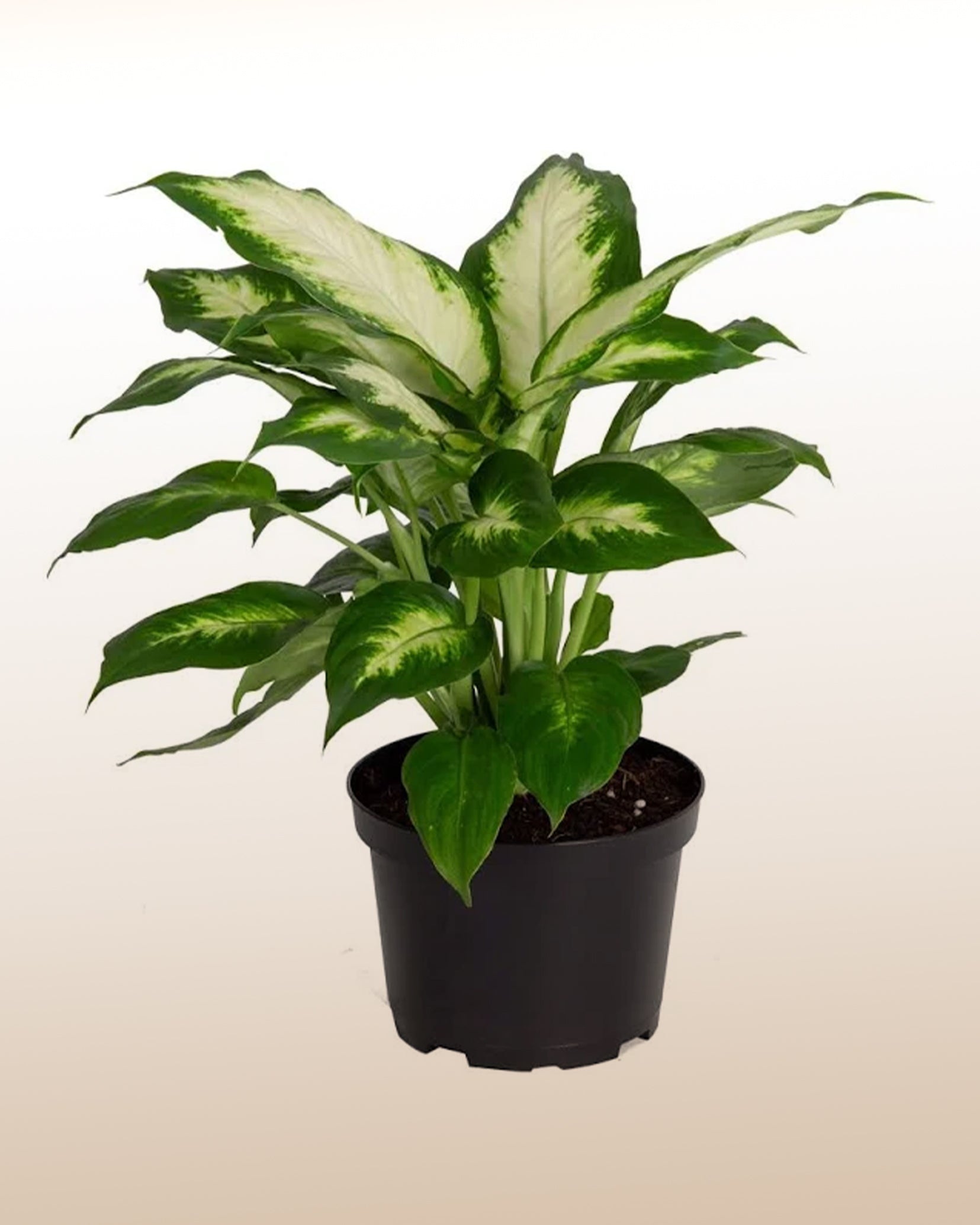 dieffenbachia chile Dieffenbachia Plant (Dumb Cane)