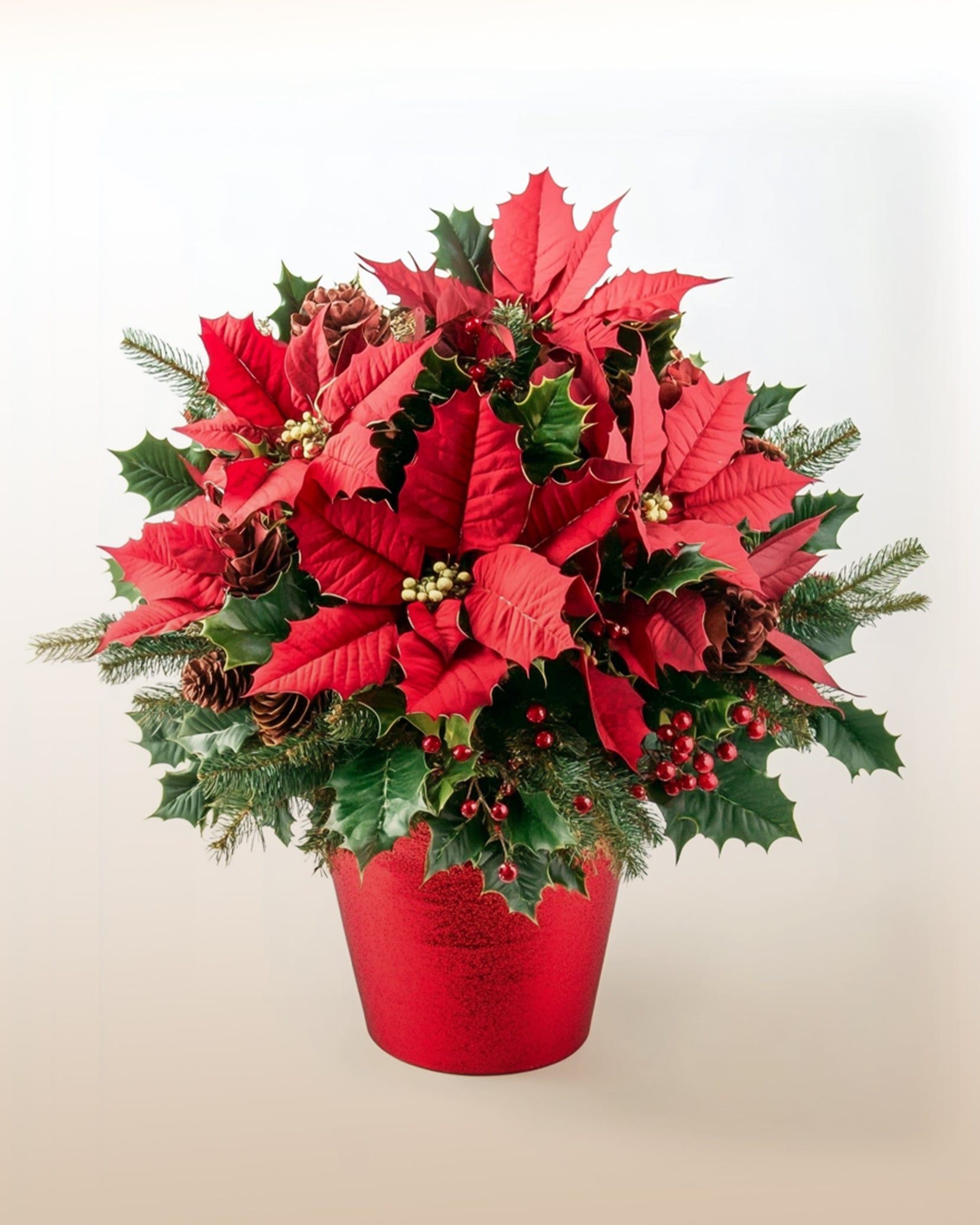 Weihnachtsstern – LatinFlores.com