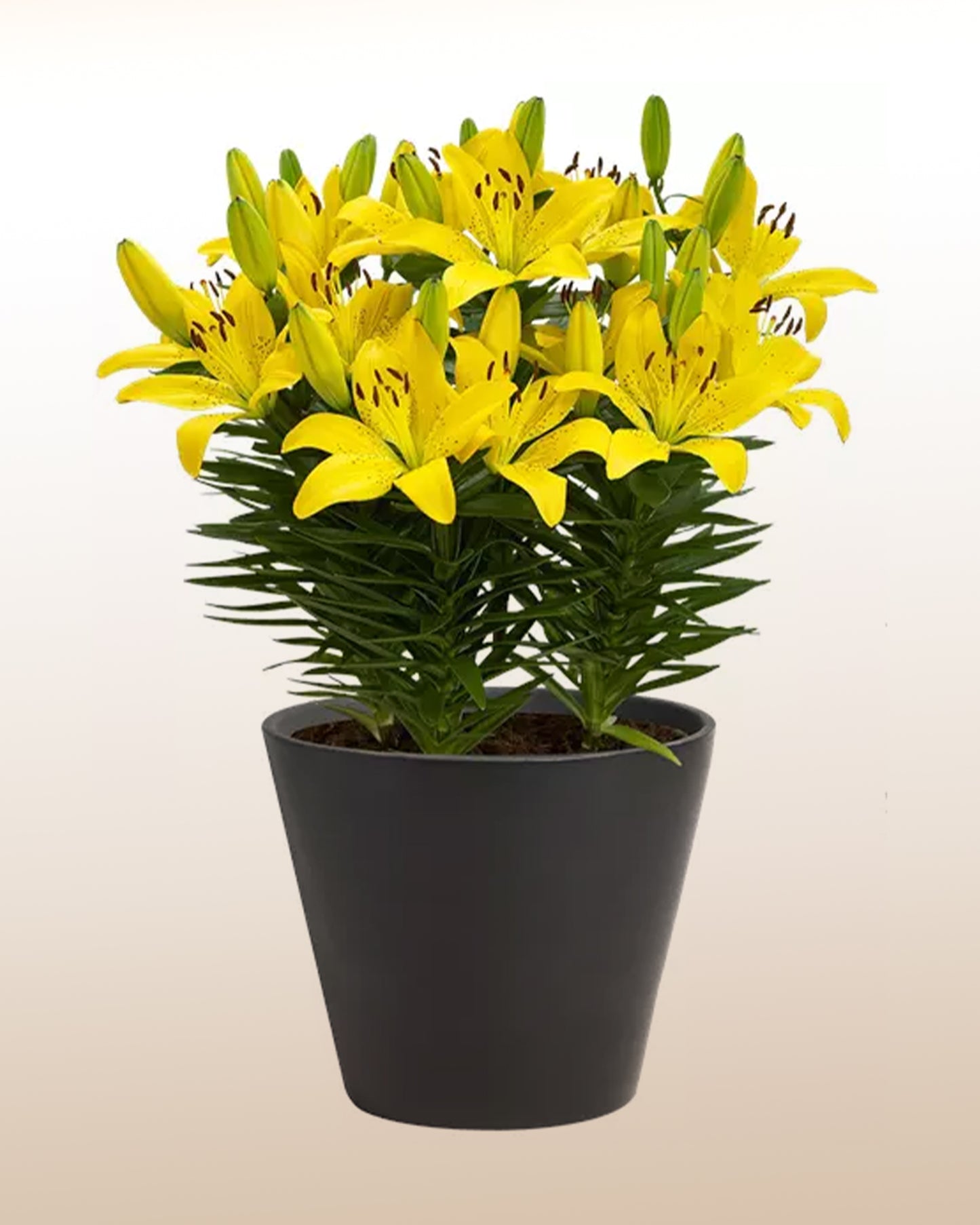 Lluvia de Oro: Lirio amarillo plantado