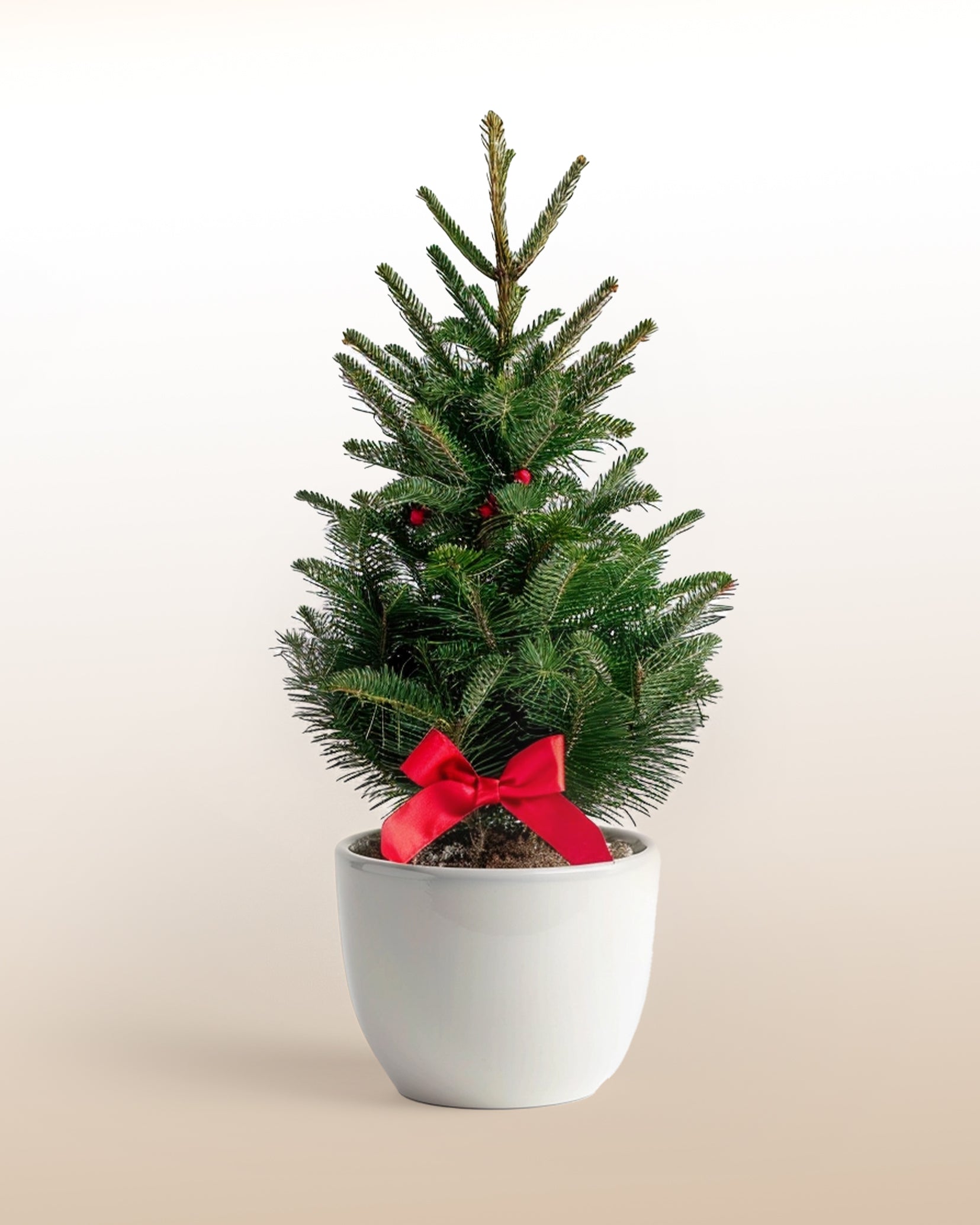 Mini Weihnachtskiefer –