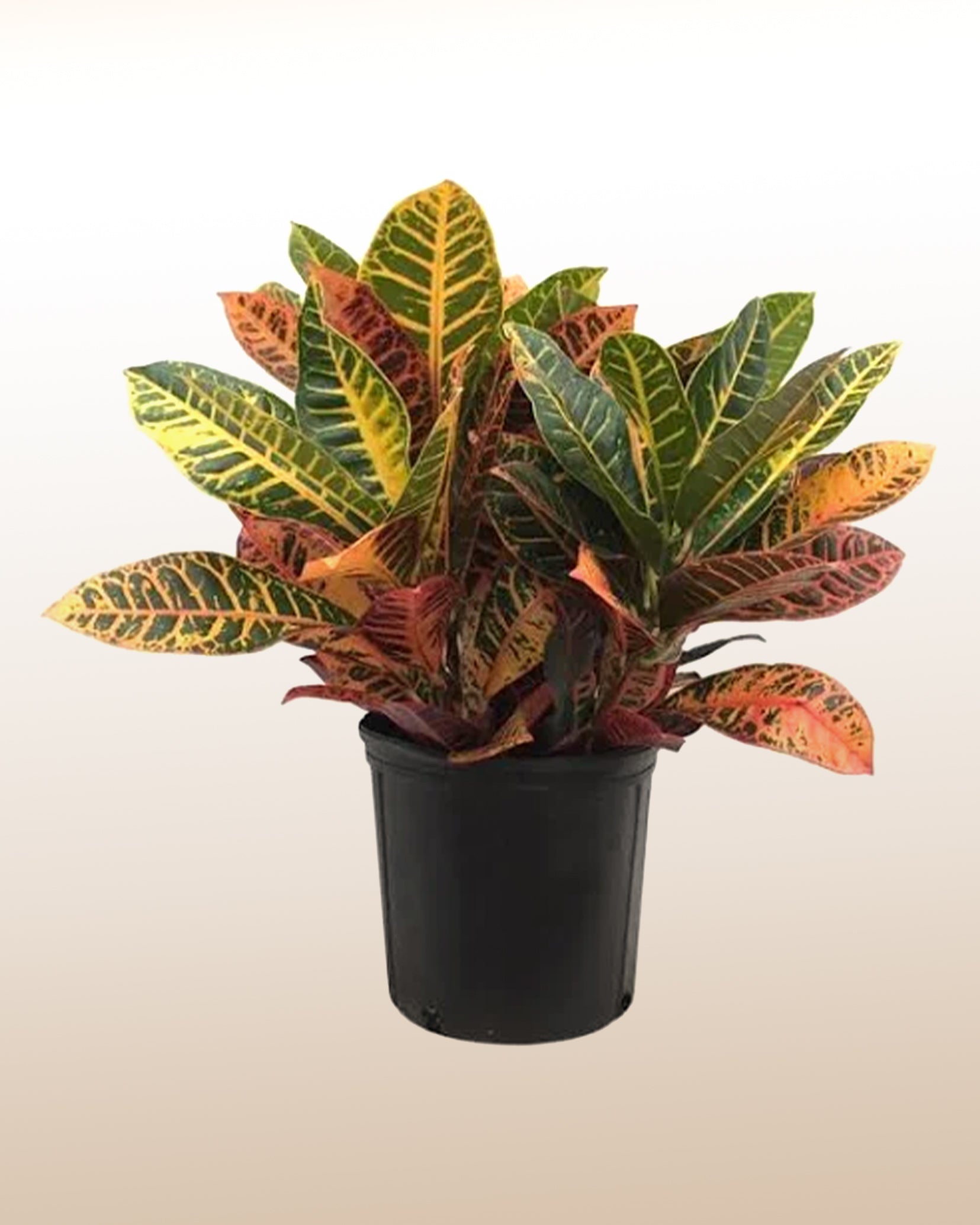 croton mammy planta Colorful Croton Plant – LatinFlores.com