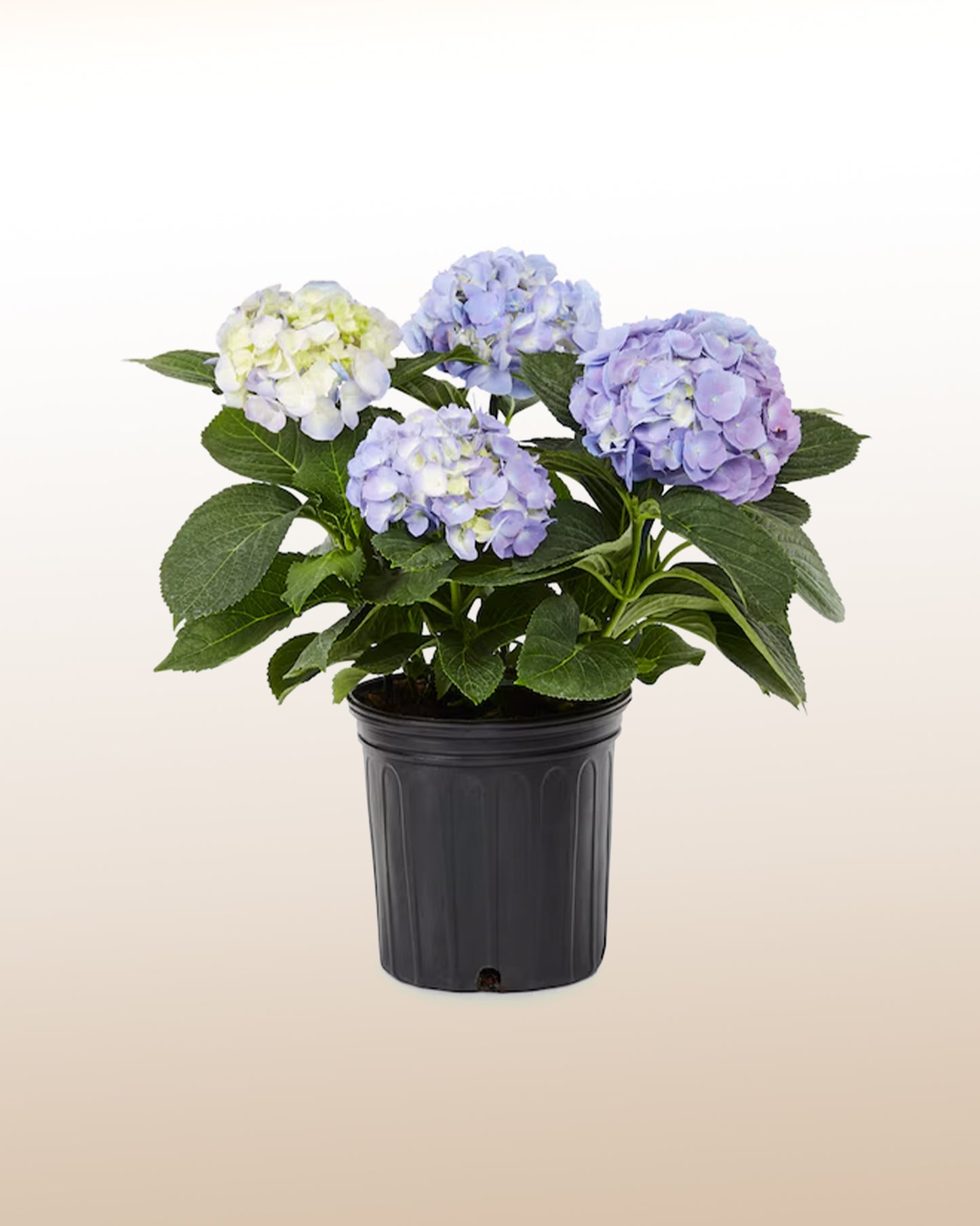 Querida: Hortensia plantada em vaso de vidro