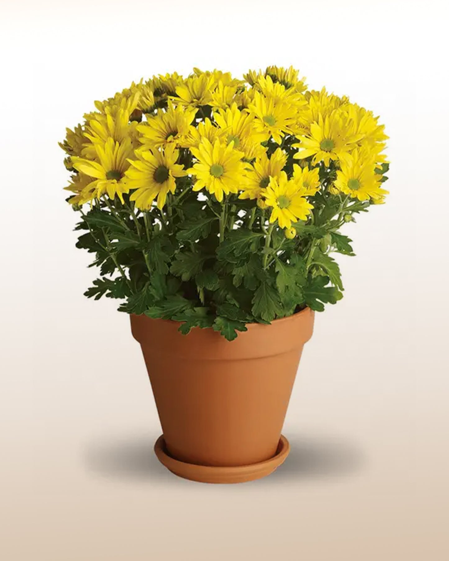 Decorando: Kalanchoe plantado