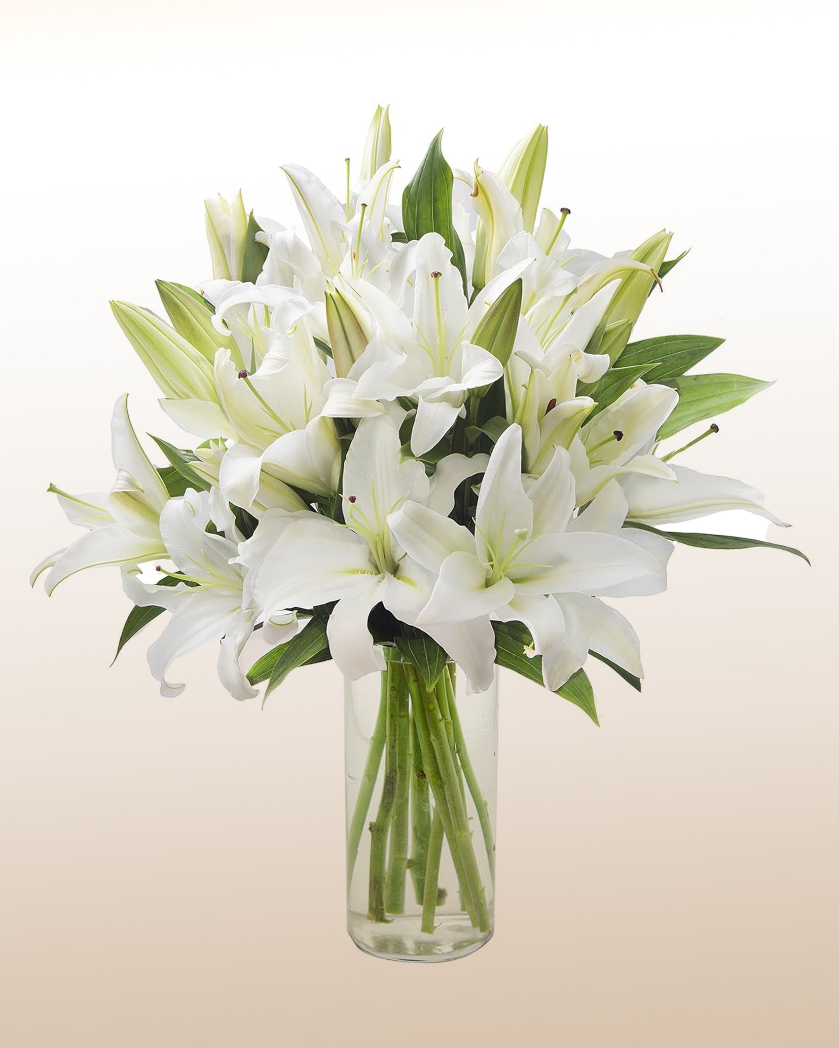 the lily blanco white Tranquility: White Lily