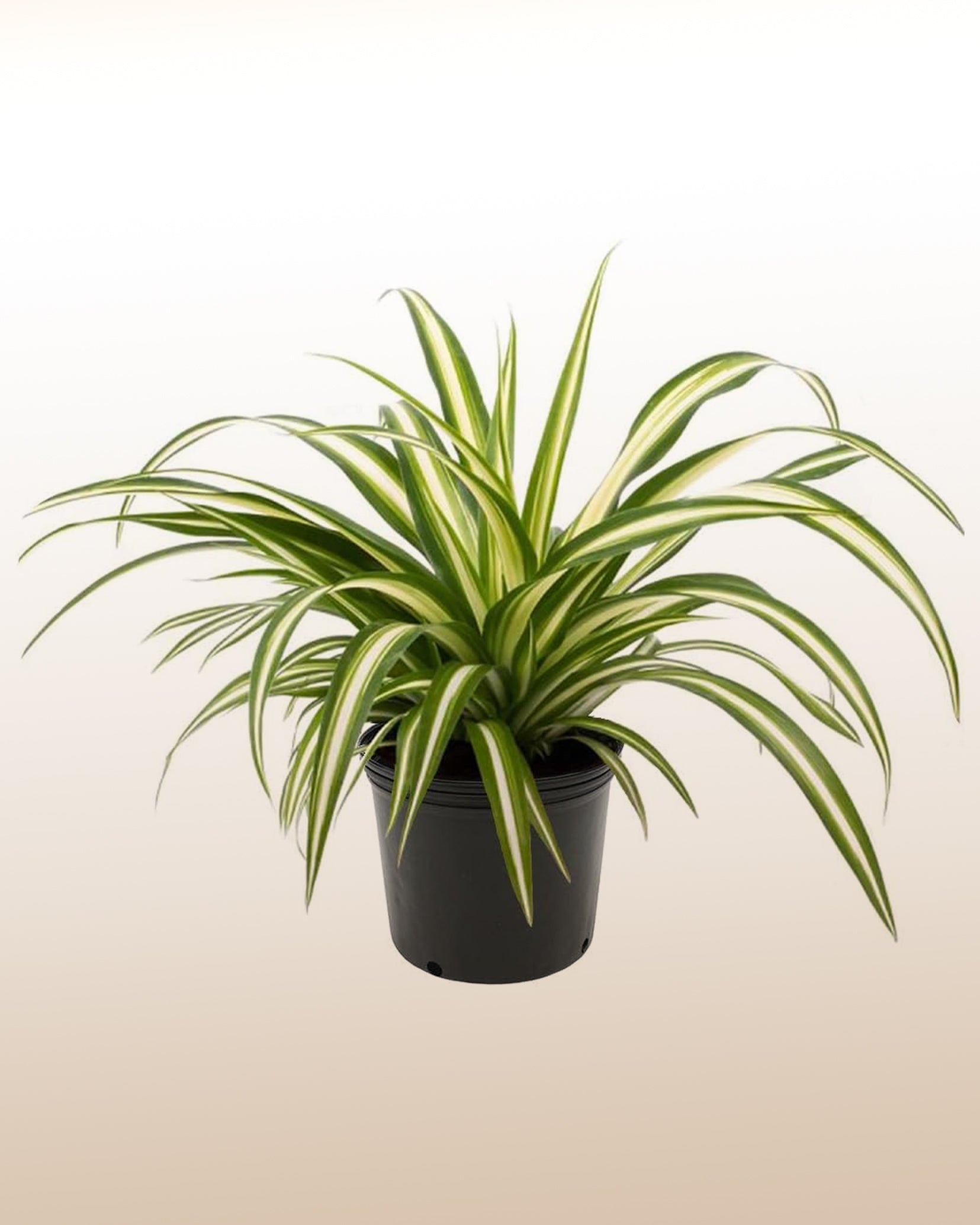 spider plant in italiano Spider Plant