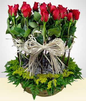 Lasos de Rosas