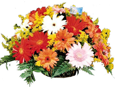 Sueños de Gerberas
