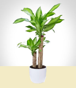 Elegant Cornstalk Dracaena Plant
