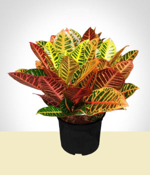 Colorful Croton Plant