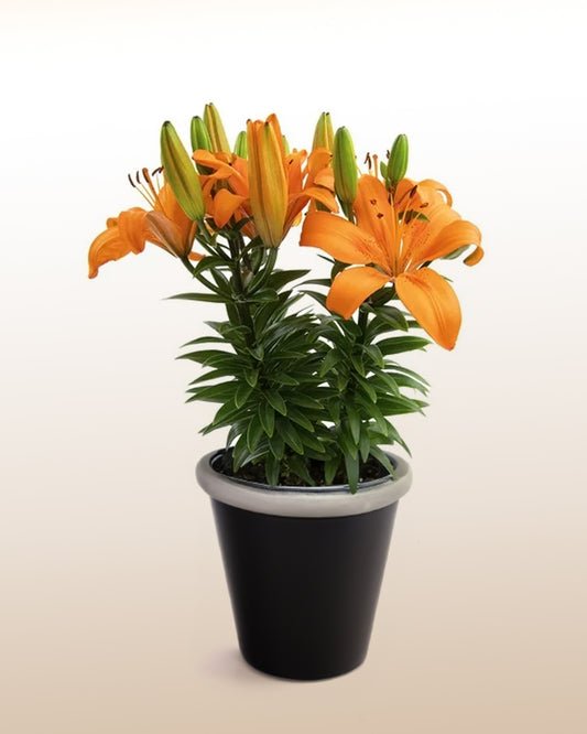 Cheerful: Orange Planted Lily
