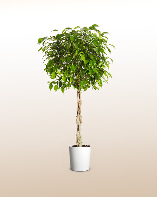Verliebter Ficus
