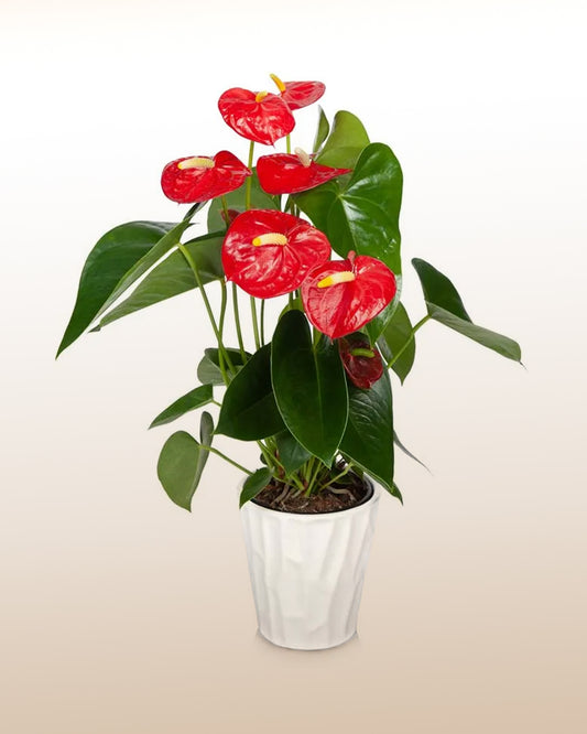 Danse d'Anthuriums