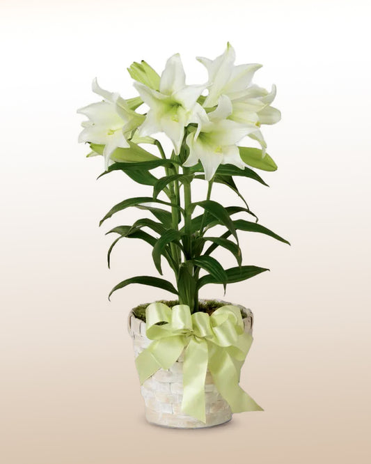 Peaceful: White Planted Lily