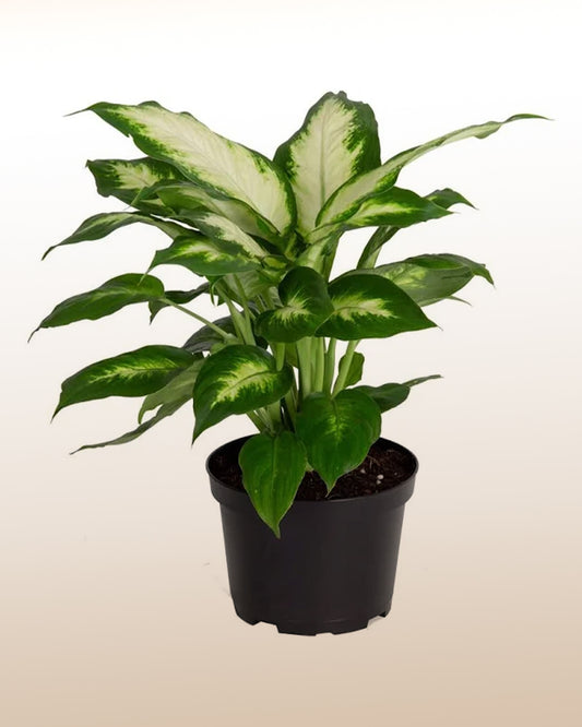 Planta Difenbaquia (Tropic)