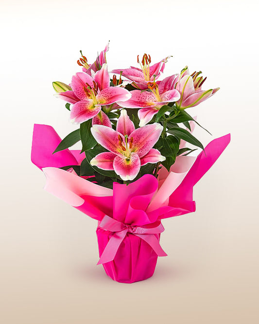 Sweet: Pink Planted Lily