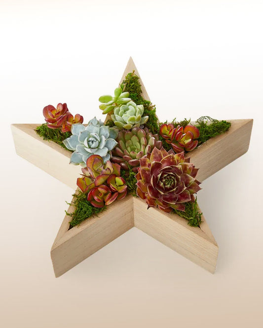 Festive Star Succulent Planter  