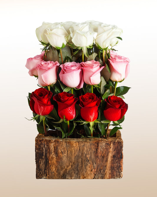 Rosenstrahlen bestehend aus 15 Rosen