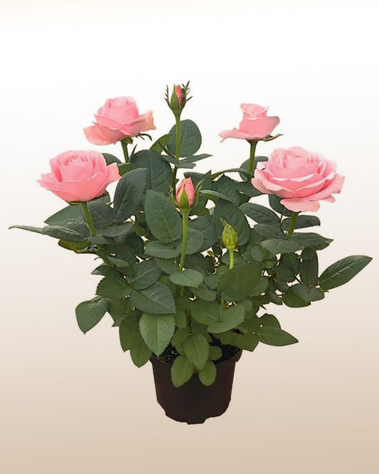Vaso de Rosas - Planta