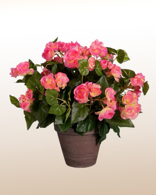 Mais amor: Begonia em vaso decorado