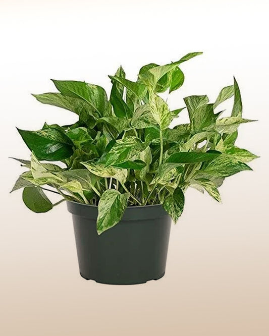 Pothos Plant