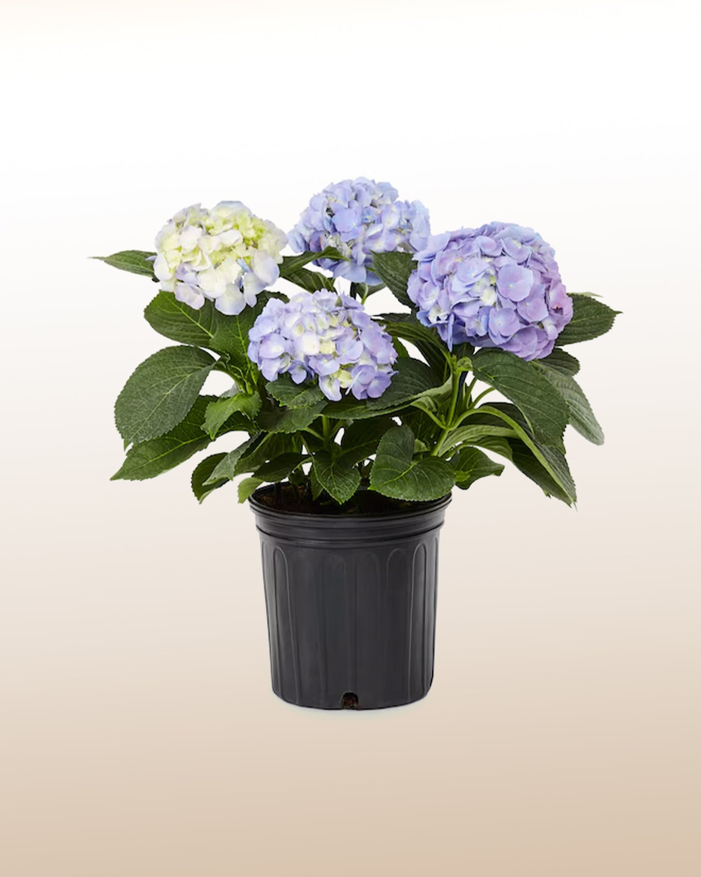 Querida: Hortensia plantada