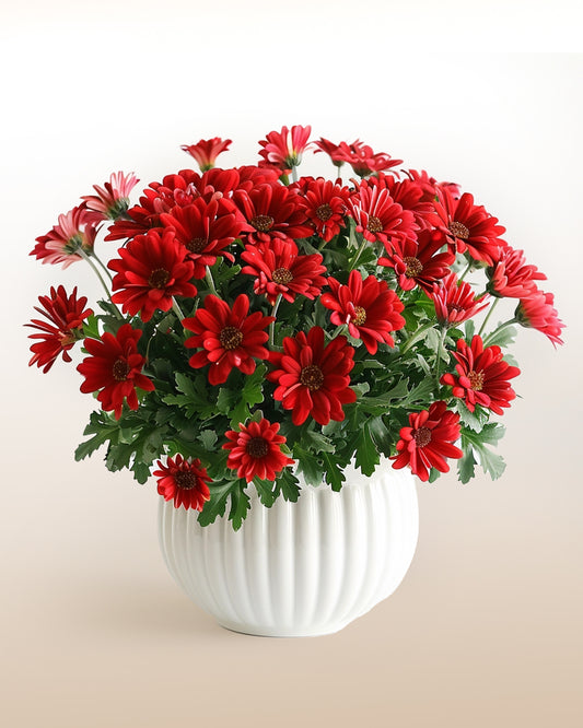 Red Feeling : Red Daisies