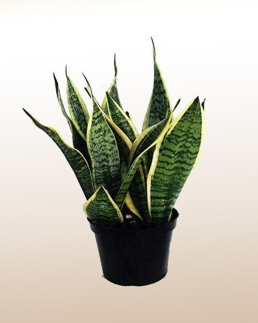 Sansevieria