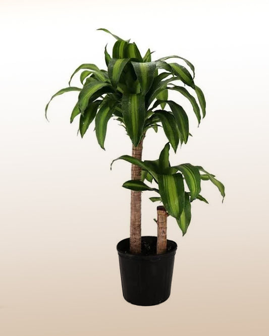 Elegant Cornstalk Dracaena Plant