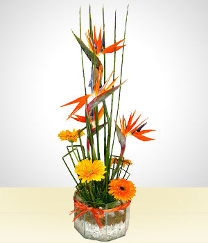 Aves y Gerberas