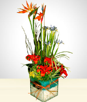 Primavera Celeste