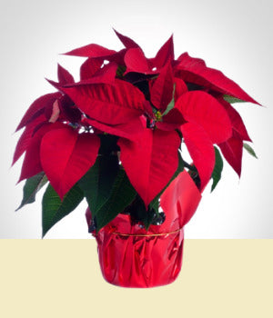 Poinsettia Rossa